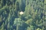 2014-07-05_Laengental-N-Hochweg (730). JPG